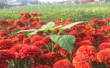 Làng Khương Hạ vào mùa hoa Tết